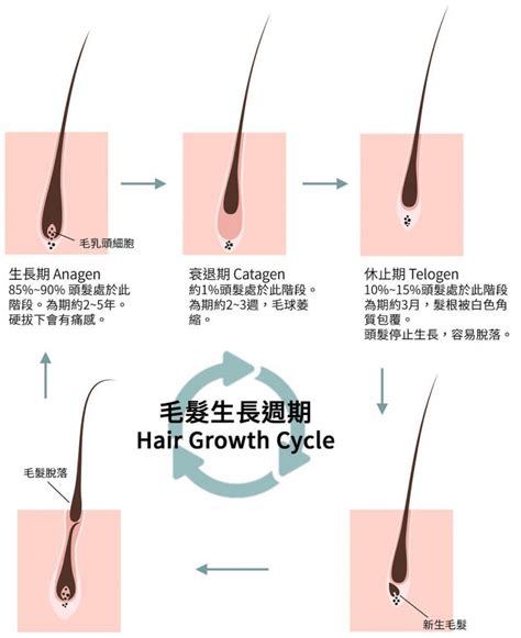 毛髮多|毛发